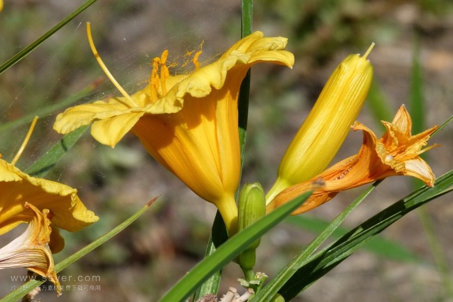 風(fēng)途科技：種植黃花菜需要什么氣候條件？